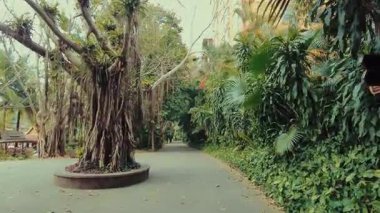 Jinghong bölgesindeki Xishuangbanna Manting Parkı 'ndaki tropik bitkiler, Çin' in güneybatısındaki Yunnan.