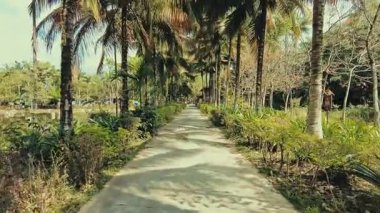 Jinghong bölgesindeki Xishuangbanna Manting Parkı 'ndaki tropik bitkiler, Çin' in güneybatısındaki Yunnan.