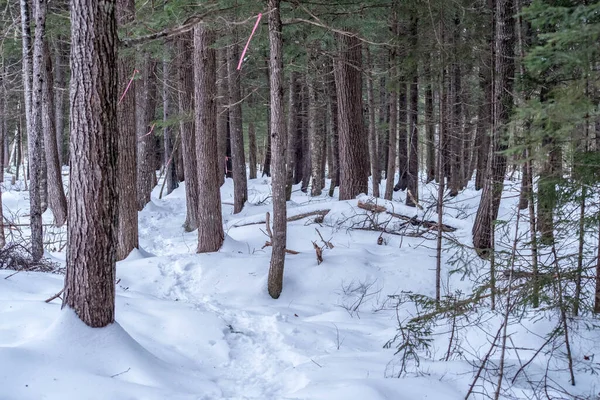 Schneeschuhpfad New Brunswick — Stockfoto