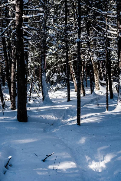 Snowshoe Trail Através Floresta New Brunswick — Fotografia de Stock