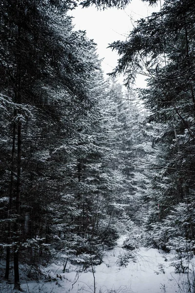 Winterwanderweg Wald 1321 — Stockfoto