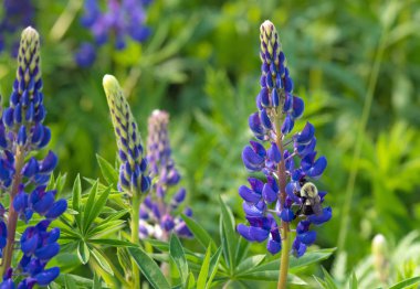 New Brunwick 'te bir tarlada Mavi Lupin' in üzerinde bir yaban arısı