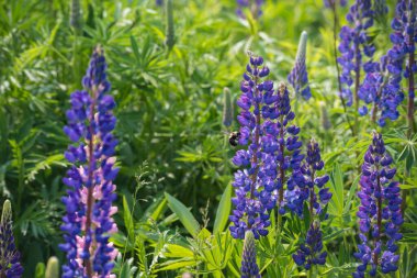 Yaban arısı baharda Lupin 'den nevtar topluyor. 