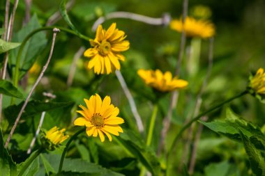 New Brunswick 'te Vahşi Kahverengi Göz Susan