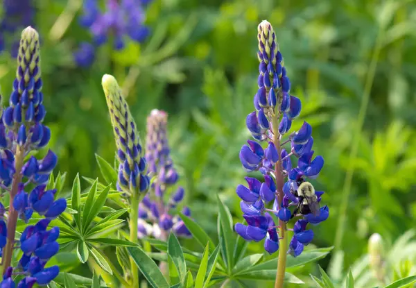 Bumble Bee Blue Lupin Field New Brunwick — Stock Photo, Image