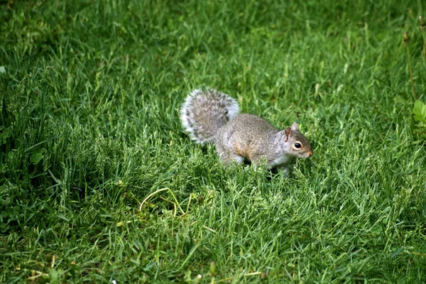 Eichhörnchen Auf Der Jagd Nach Einem Futterhäuschen — Stockfoto