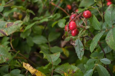 Yazın sonunda Gül Kalçalar 