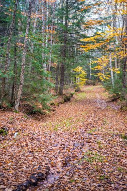 Güz Ormanı Yolu ve Sarı New Brunswick 'te sabah yürüyüşünden bir sahne bıraktı.
