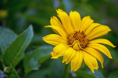 Beyaz bantlı Yengeç Örümceği Oxeye Ayçiçeği 'nde dua etmeyi bekliyor.