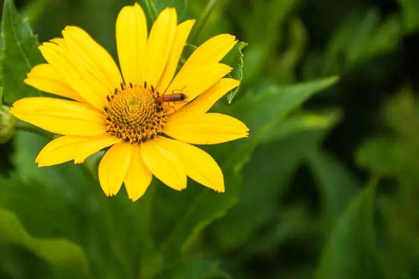 stock image Common Red Solider Beetle on a Sunflower in a field near New Maryland