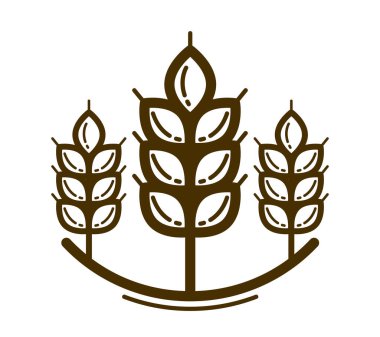Olgun buğday başak vektör doğrusal simgesi beyaz arkaplan üzerinde izole, tarım veya sağlıklı gıda teması için amblem veya logo oluşturma için tasarım unsuru.