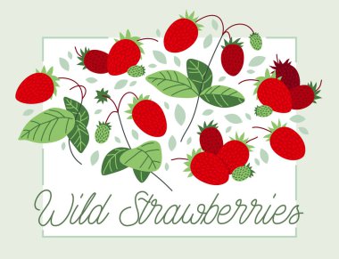 Taze, taze, olgun çilek vektör düz illüstrasyon beyaz, doğal diyet gıda bitkileri lezzetli yiyecekler, orman yaban mersini serisi.