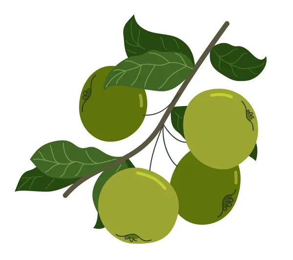 Дикі Зелені Свіжі Нестримні Яблука Векторний Плоский Малюнок Ізольовані Білому Ліцензійні Стокові Вектори