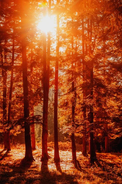 Impresionante Imagen Colorido Bosque Verano Indio Sol Brilla Través Los — Foto de Stock