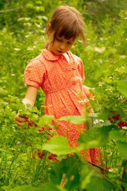 A beautiful young girl picks red currant berry in the garden. Fresh healthy food from the garden, natural eco food.