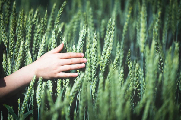 Hand on the background of a wheat field. Wheat background. Wheat harvesting field in Ukraine. Wheats nature concept. Nature wheats field. Copy space.