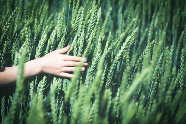 Hand on the background of a wheat field. Wheat background. Wheat harvesting field in Ukraine. Wheats nature concept. Nature wheats field. Copy space for text.