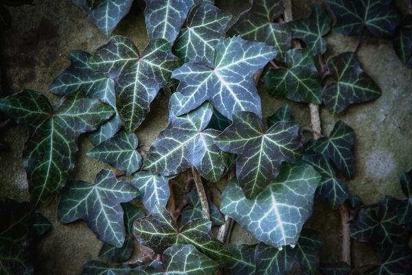 Ivy Texture Groene Bladeren Achtergrond Blad Patroon Kopieerruimte — Stockfoto