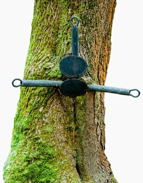 Baum Wuchs Uraltem Kreuz Heran Vertikales Bild — Stockfoto