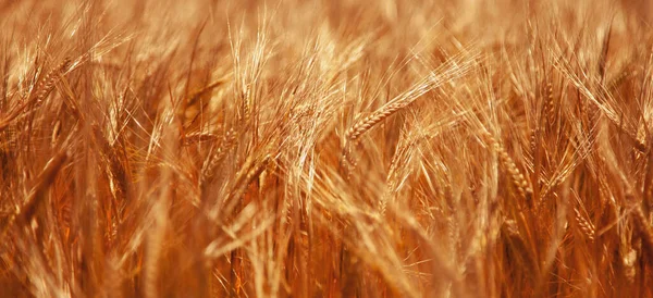 Уши Золотой Пшеницы Закрываются Сельские Пейзажи Сияющим Солнцем Фон Спелых — стоковое фото