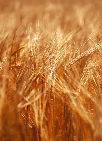 Altın Buğday Kulakları Yakında Parlak Güneş Işığı Altında Kırsal Bir — Stok fotoğraf
