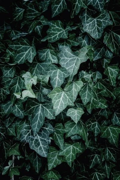 アイビーテクスチャ 緑の葉の背景 葉のパターン スペースのコピー — ストック写真