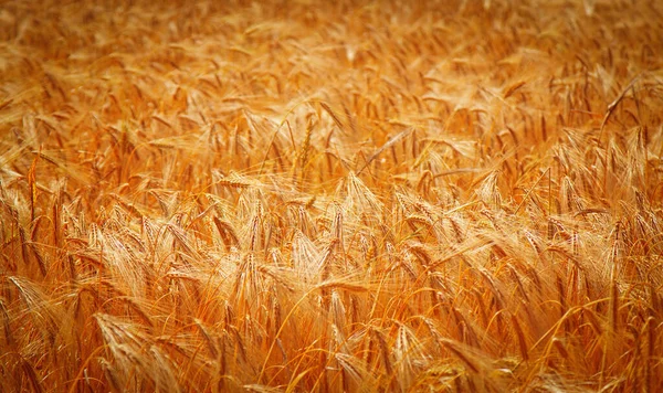 Złote Uszy Jęczmienia Polu Rolnictwo Agronomia Koncepcja Przemysłu — Zdjęcie stockowe