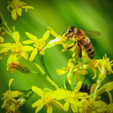 Çiçekteki arı polen toplar ve bal üretir..