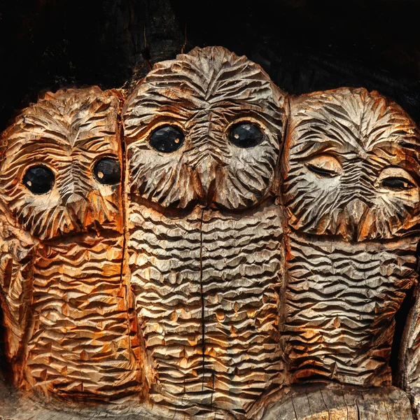 Three Owls Symbol Knowledge Learning Wisdom — Stock Photo, Image