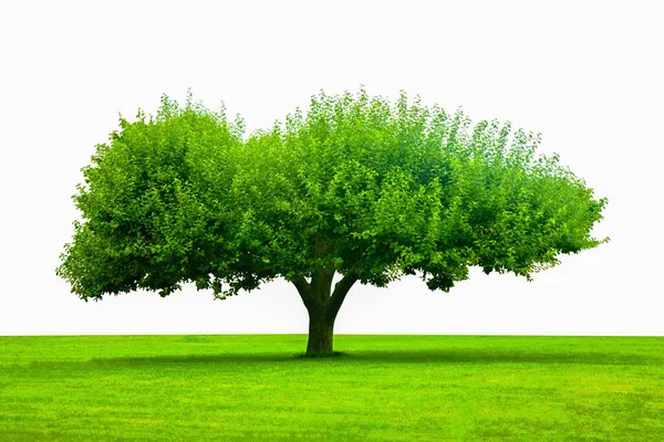 stock image Tree with wide green crown on white background