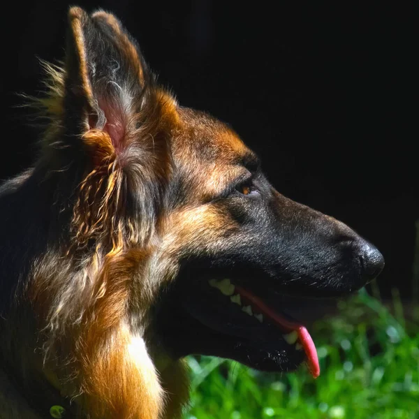 Câine Frumos Fundalul Iarbă Verde — Fotografie, imagine de stoc