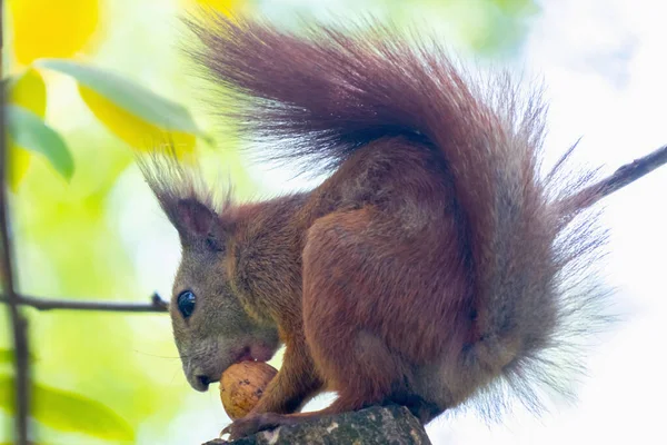 Wild Nature Close Red Squirrel Eats Nut Horizontal Image — Stock Photo, Image
