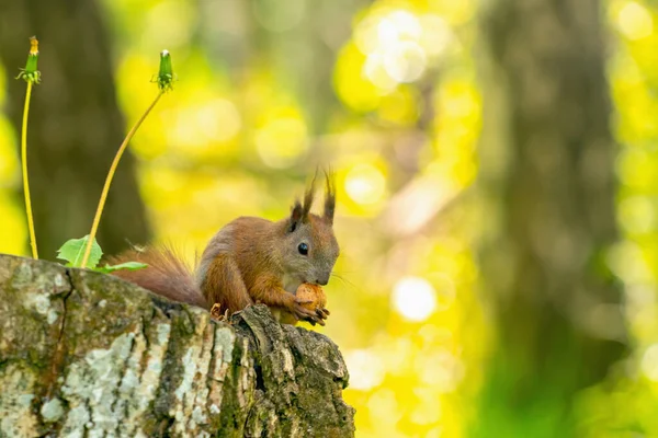 Natura Sălbatică Veveriţa Roşie Aproape Mănâncă Nucă Imagine Orizontală Copiați — Fotografie, imagine de stoc