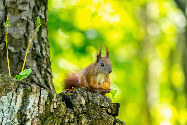 Wilde Natuur Rode Eekhoorn Eet Een Noot Horizontaal Beeld — Stockfoto