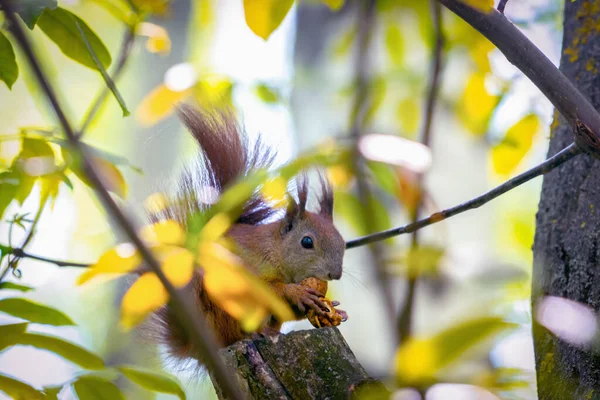 动物的野生动物 靠近红松鼠吃坚果 横向图像 — 图库照片