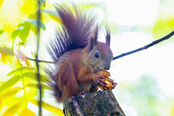 Wild Life Animals Close Red Squirrel Eats Nut — Stock Photo, Image