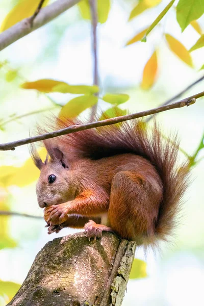 動物の野生生物 赤いリスはナッツを食べる 垂直画像 — ストック写真
