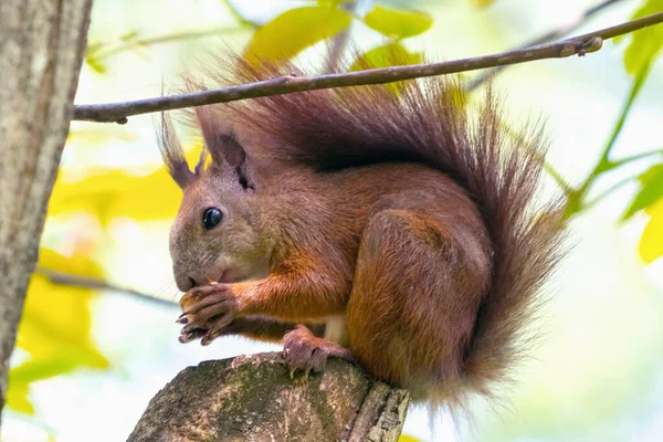 动物的野生动物 红松鼠吃坚果 — 图库照片