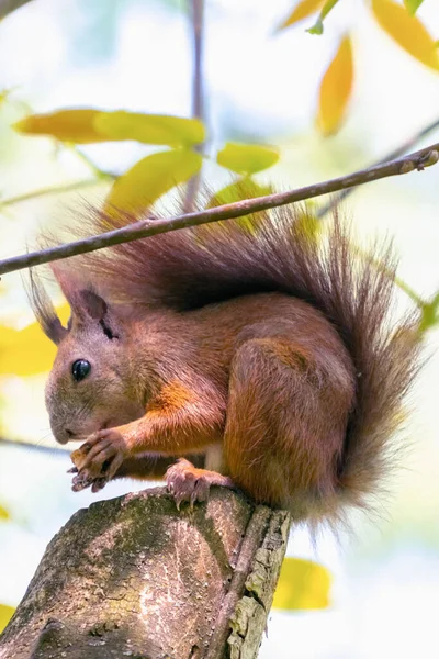 Wild Leven Van Dieren Naast Mensen Rode Eekhoorn Eet Een — Stockfoto