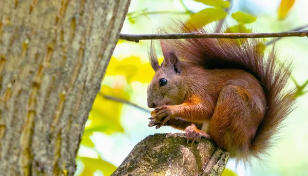 动物的野生动物就在人类身边 红松鼠吃坚果 复制空间 — 图库照片