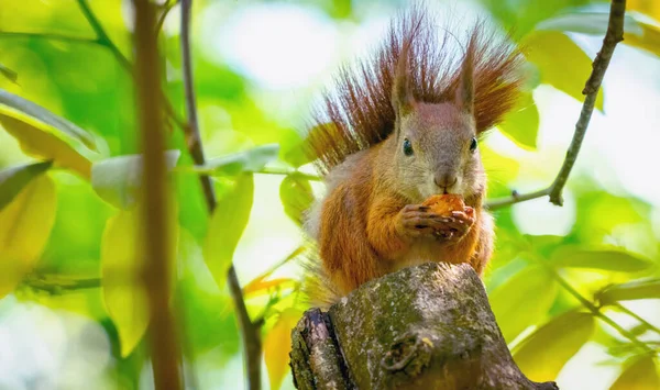 Vida Salvaje Los Animales Junto Gente Ardilla Roja Come Una —  Fotos de Stock