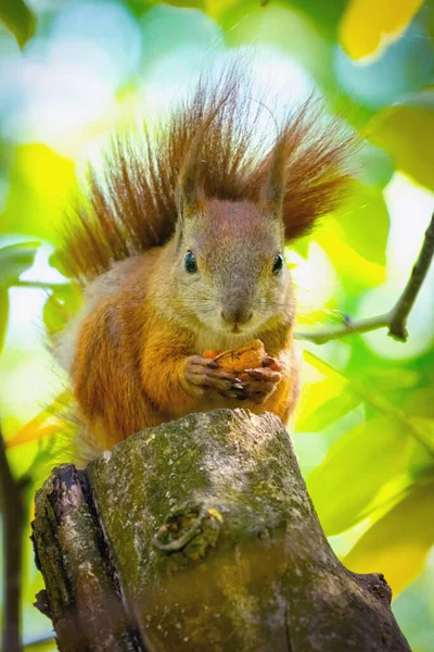 动物的野生动物就在人类身边 靠近红松鼠吃坚果 垂直图像 — 图库照片