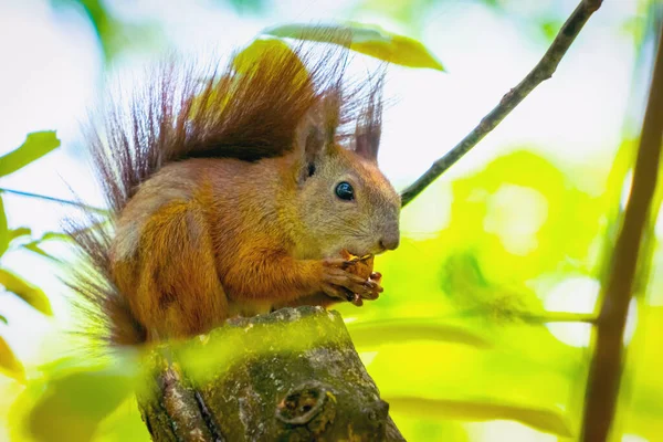 动物的野生动物就在人类身边 近身红松鼠吃坚果 — 图库照片