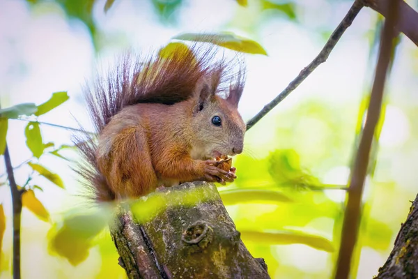 Wild Life Animals Next People Red Squirrel Eats Nut — Stock Photo, Image