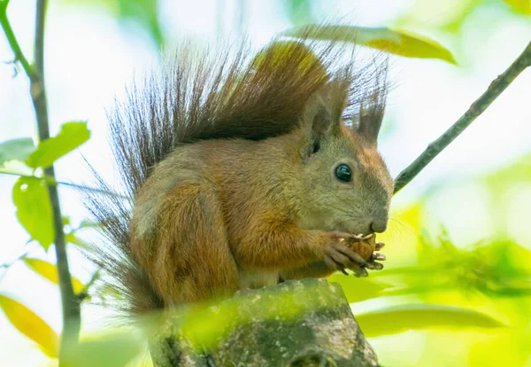 动物的野生动物就在人类身边 红松鼠吃坚果 — 图库照片