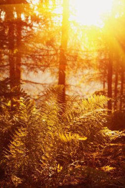 Güneş ışığında bozuk bir yolu olan fantastik vahşi orman. Güneş ağaçların arasından ışıldıyor. Dramatik renkli bir manzara. Dikey resim.