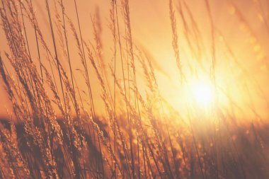 Parlak akşam güneşi altında altın çimen arka planı. Yatay resim.