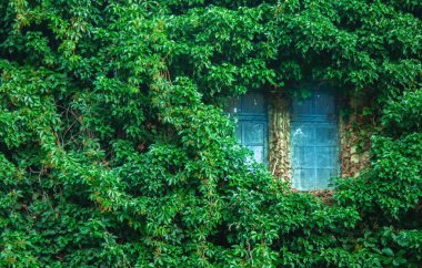 Kapalı bir pencere ve yeşil sarmaşıkla kaplı bir duvar manzarası. Metin veya tasarım için boşluk kopyala.