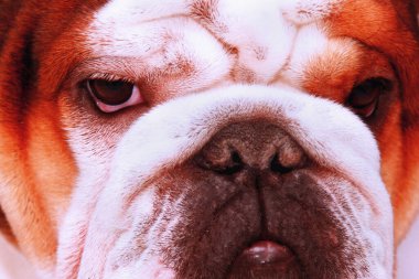 Bir Fransız bulldog 'unun yakın portresi, yakın çekim, stüdyo çekimi..