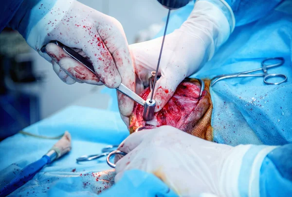 Wykonuję Skomplikowaną Operację Chirurgiczną Chirurgia Weterynaryjna Leczenie Rannej Nogi Psa — Zdjęcie stockowe